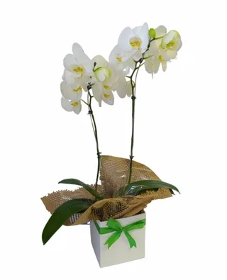 Orquídea Phalaenopsis Com Duas Hastes 2