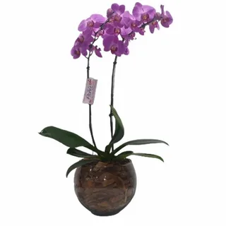 Orquídea Phalaenopsis Duas Hastes, Lilás No Vaso De Vidro