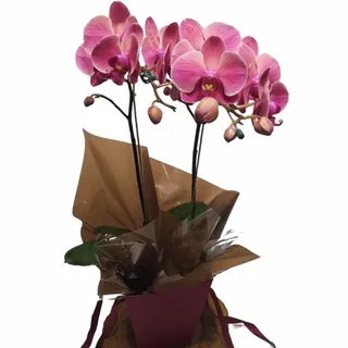 Orquídea Phalaenopsis Duas Hastes Rosa