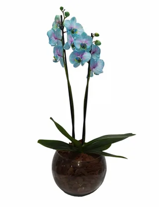 Orquídea Phalaenopsis Frozen