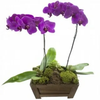 Orquídea Phalaenopsis Lilás Dual