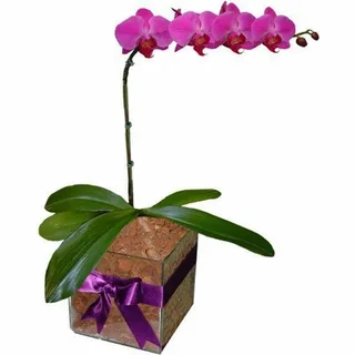 Orquídea Phalaenopsis Lilás