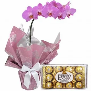 Orquídea Phalaenopsis Pink Com Ferrero