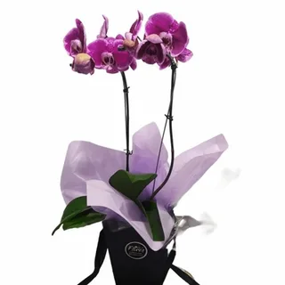 Orquídea Phalaenopsis Pink