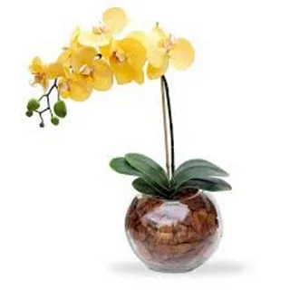 Orquídea Yellow