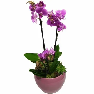 Orquídeas Lilás C/ Suculentas