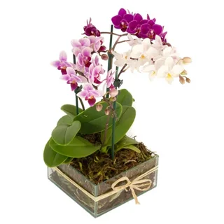 Orquídeas Magnífica De Phalaenopsis
