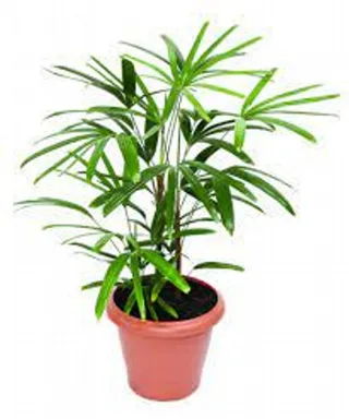 Palmeira Ráfia