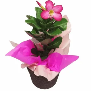 Rosa Do Deserto