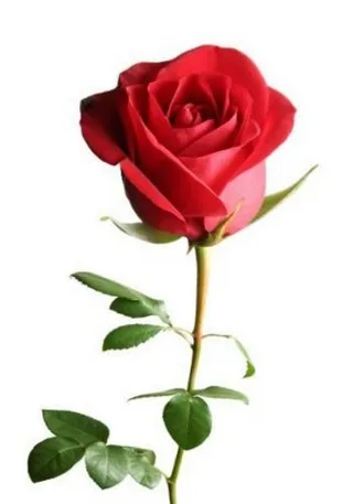 Rosa Solitária Colombiana