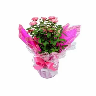 Roseira Rosa