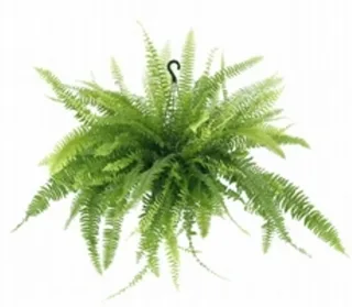 Samambaia Americana