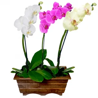 Trio De Orquídeas Phalaenopsis