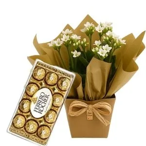 Flor da Fortuna Branca com Chocolate