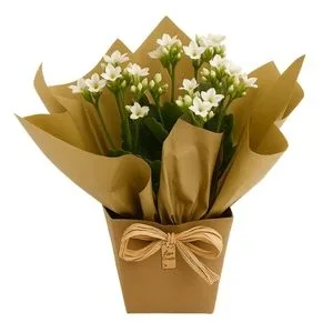 Flor da Fortuna Branca