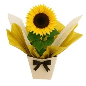 Girassol Plantado