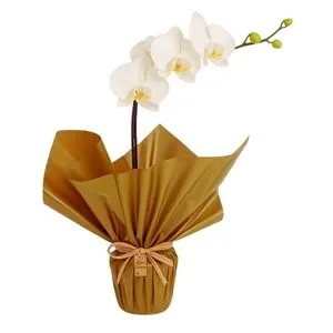 Orquídea Branca para Presente