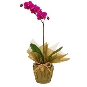 Orquídea Pink para Presente