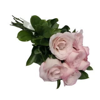7 Rosas Rosadas