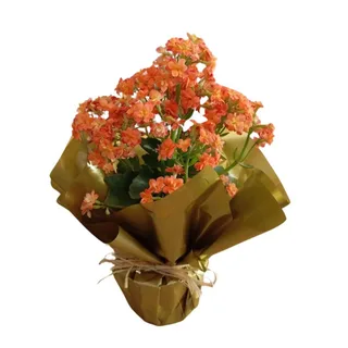 Calandiva Encantada