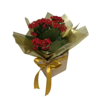 Flor-da-Fortuna Vermelha no Cachepô