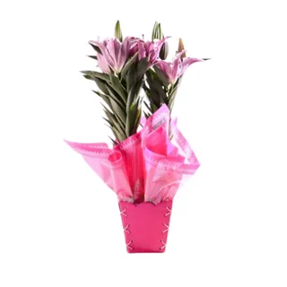 Lírio Rosa Delicado