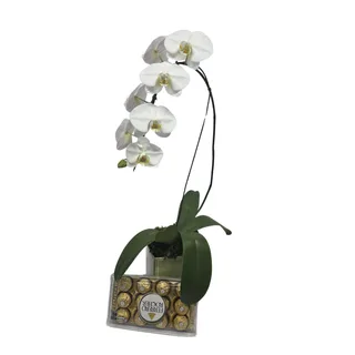 Orquídea Branca com Ferrero Rocher no Cachepô