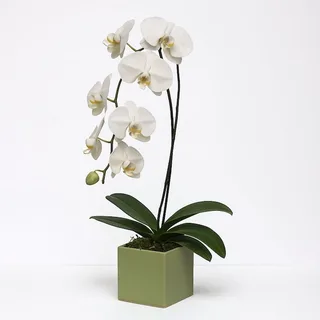 Orquídea Branca no Cachepô