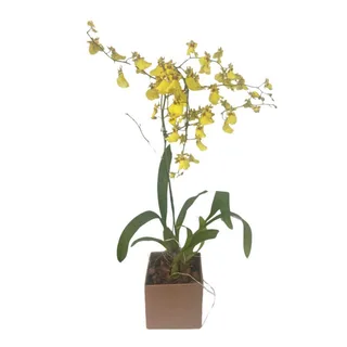 Orquídea Chuva de Ouro: A Beleza da Natureza