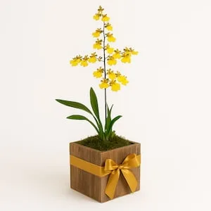Orquídea Chuva-de-Ouro no Cachepô de Madeira
