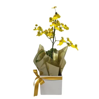 Orquídea Chuva-de-Ouro no Cachepô