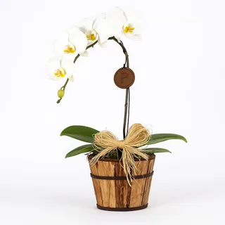 Orquídea Clássica no Cachepô