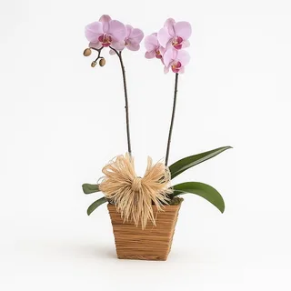 Orquídea Encantada em Cachepô Rústico