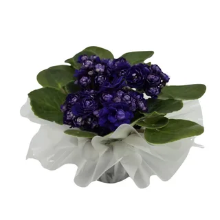 Vaso de Violeta