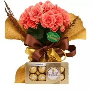 Begônia com Chocolate