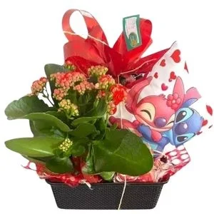 Flor da Fortuna com Almofada