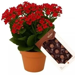 Flor da Fortuna com Chocolate
