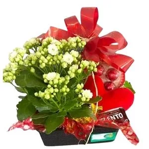 Flor da Fortuna com Chocolates