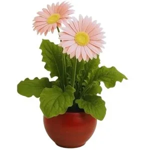 Gérbera Plantada