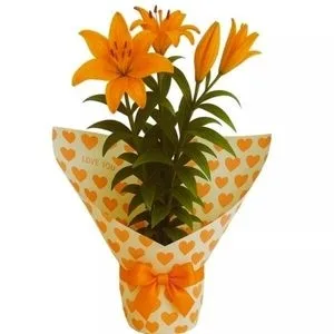 Lírio Laranja Plantado