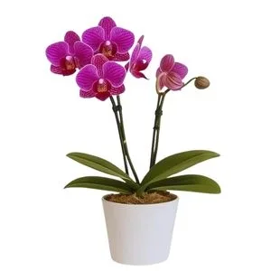 Mini Orquídea Lilás