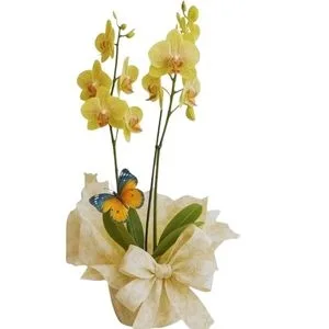 Orquídea Phalaenopsis Amarela
