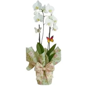 Orquídea Phalaenopsis Branca