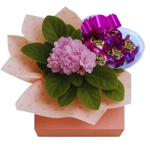 Violeta com Chocolate