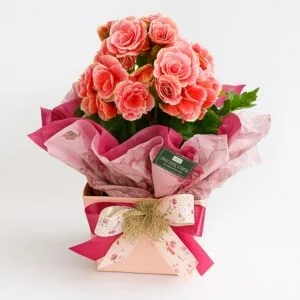 Begônia Rosa
