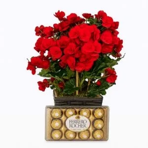 Begônia Vermelha e Ferrero Rocher