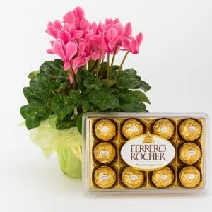 Ciclame Rosa e Ferrero Rocher