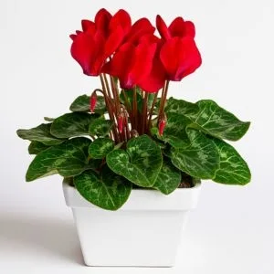 Ciclame Vermelho no Cachepô de Madeira
