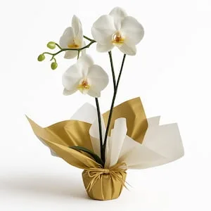 Elegância Clássica
