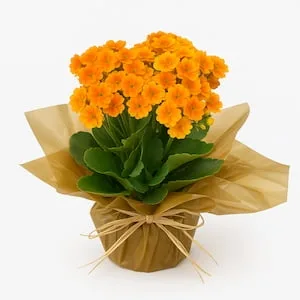 Flor da Fortuna Laranja